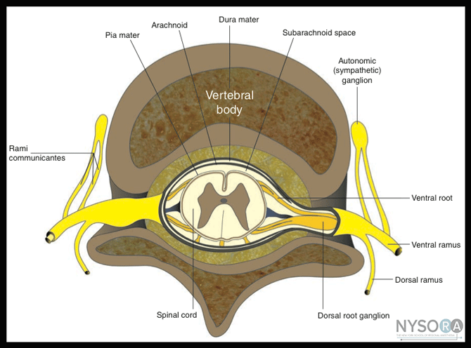 Essentials of Regional Anesthesia Anatomy