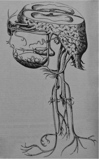 Illustration of the nervous system as published in Fabrica