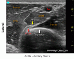 Axillary Nerve