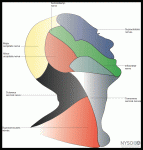 Ultrasound-Guided Superficial Cervical Plexus Block