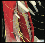 Truncal and Cutaneous Blocks